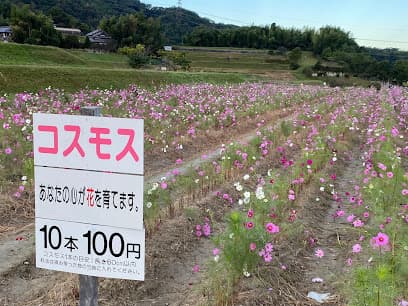 コスモスの里 穂谷